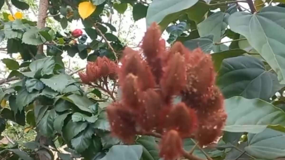 How Organic Sindoor Is Made From Camellia Tree Fruit Seeds – News18
