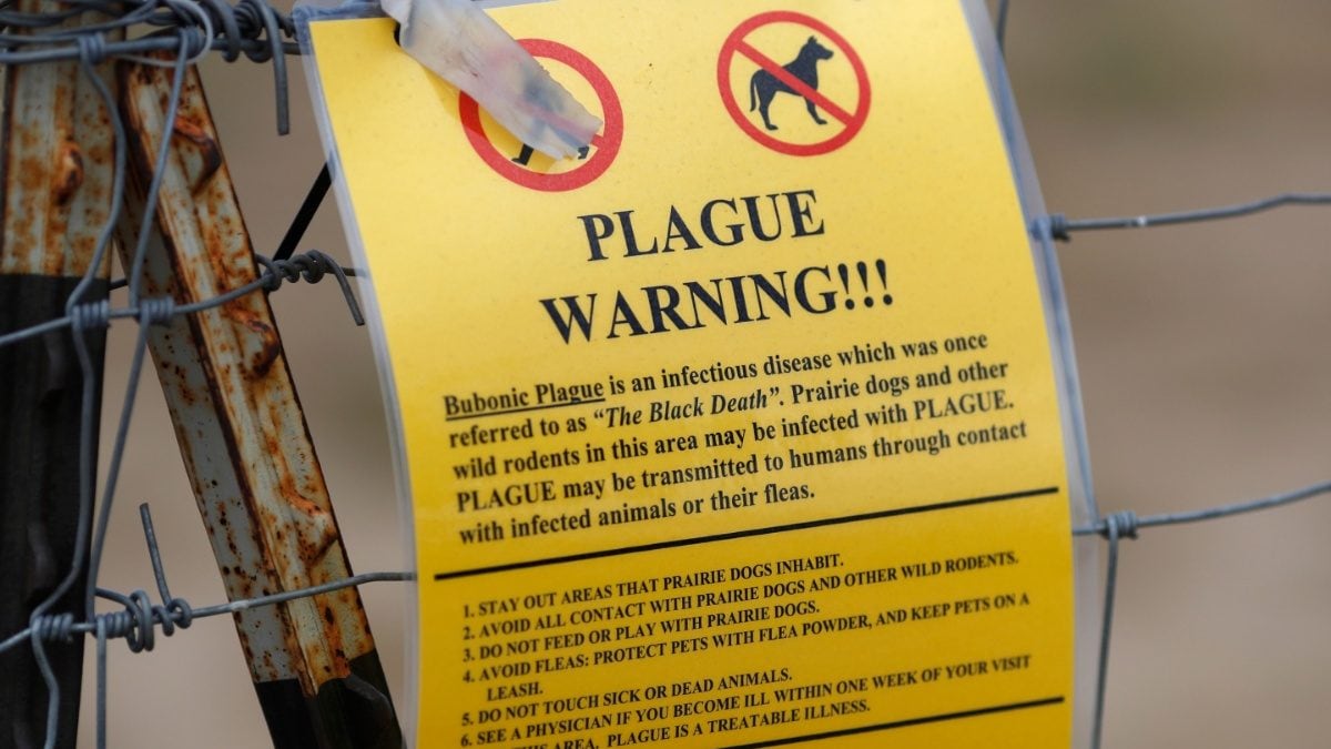 Oregon Resident Diagnosed with Bubonic Plague. Here’s All You Need to Know About The Disease – News18