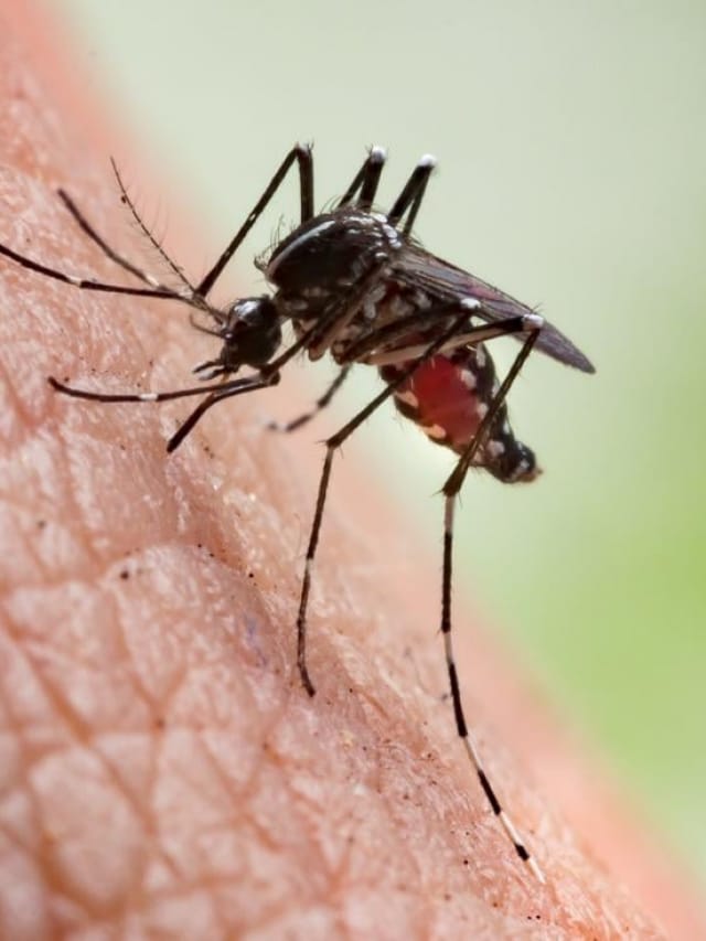 5 Tips To Prevent Mosquito Bites During Summer