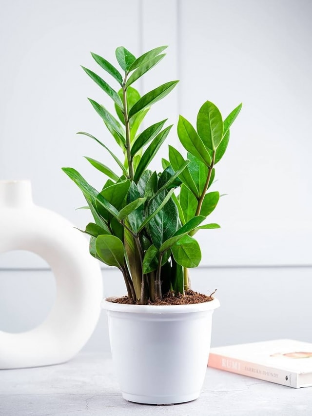 A Short Guide To Choosing The Perfect Pot For Your Indoor Plants