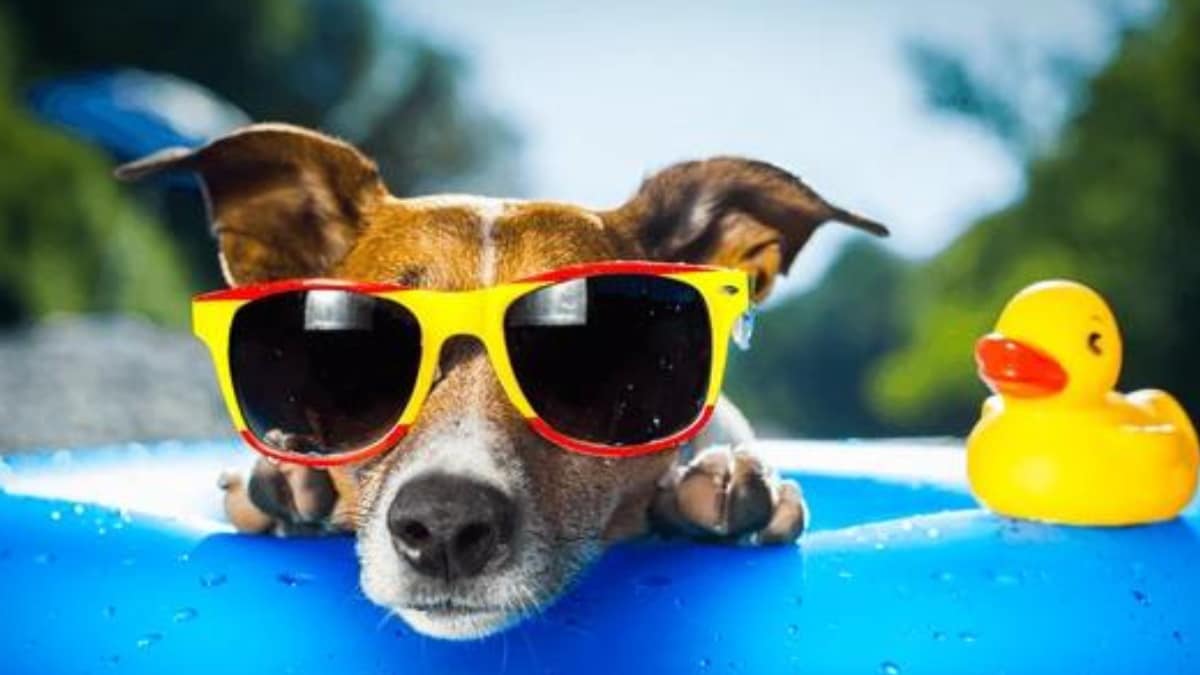 Pet Care: 5 Tips To Keep Your Furries Cool During Summer – News18