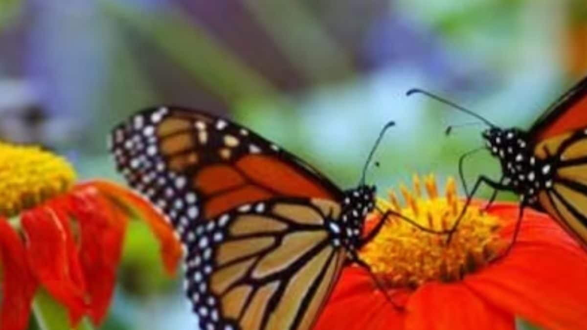 In Tamil Nadu, A Sanctuary Where Butterflies Thrive – News18