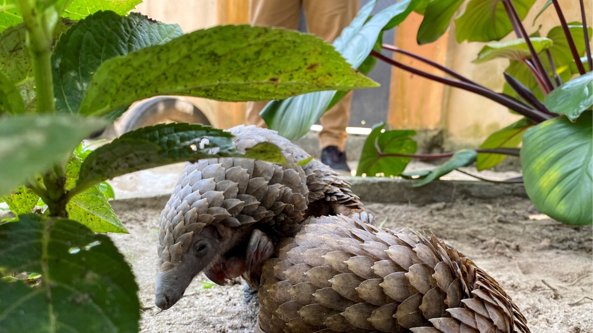 Three Chinese Drugmakers Accused of Using Endangered Animals Like Pangolins in Their Products – News18