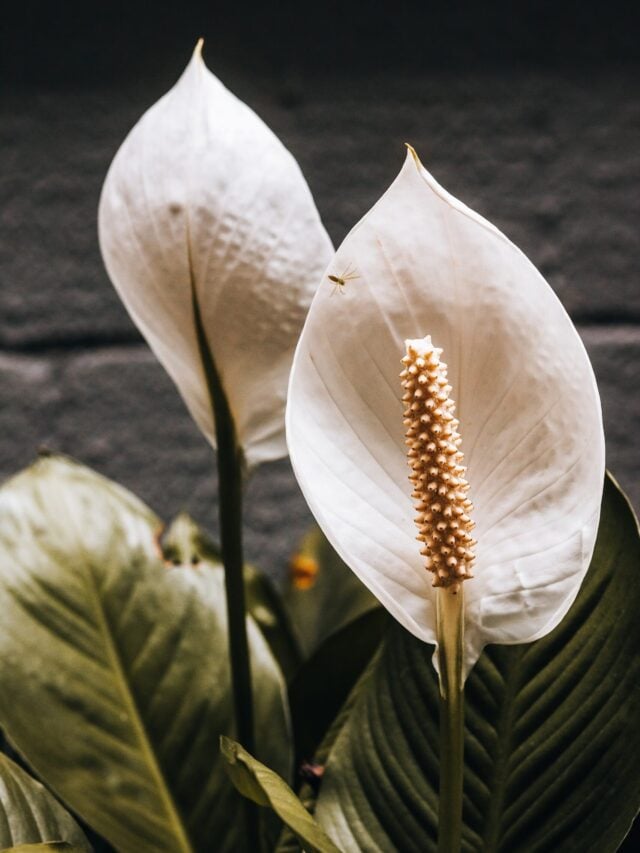 10 Tips to Care for Peace Lilies at Home