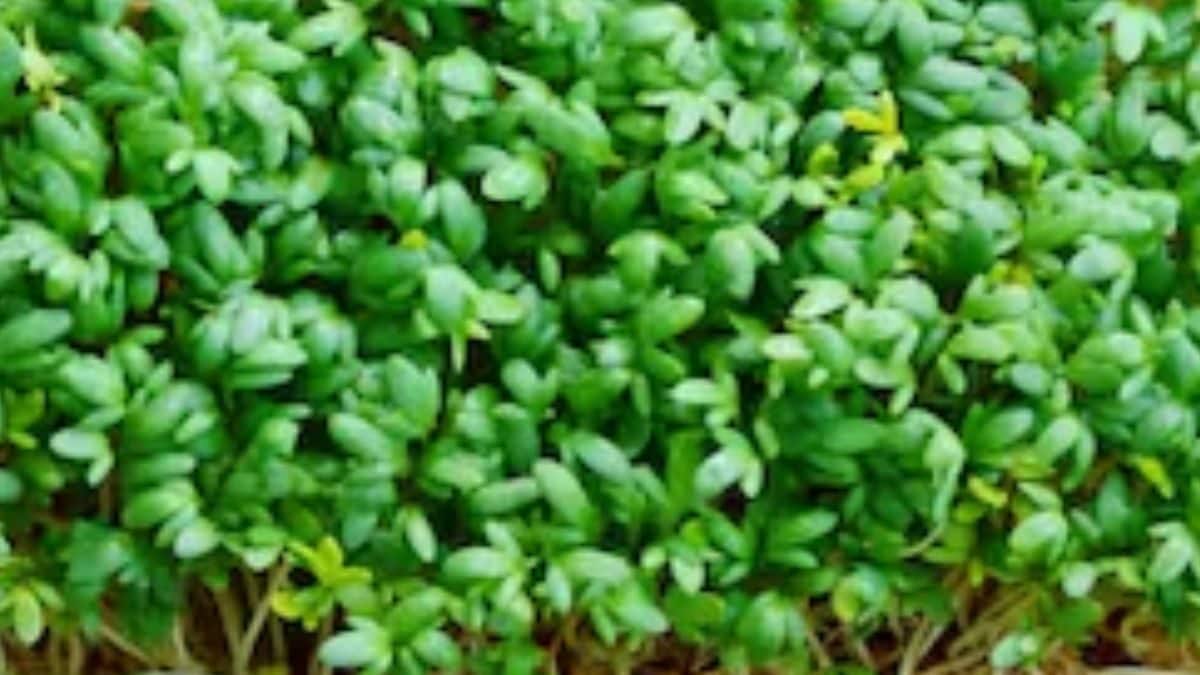 Removing Toxins To Boosting Immunity, Health Benefits Of Garden Cress – News18