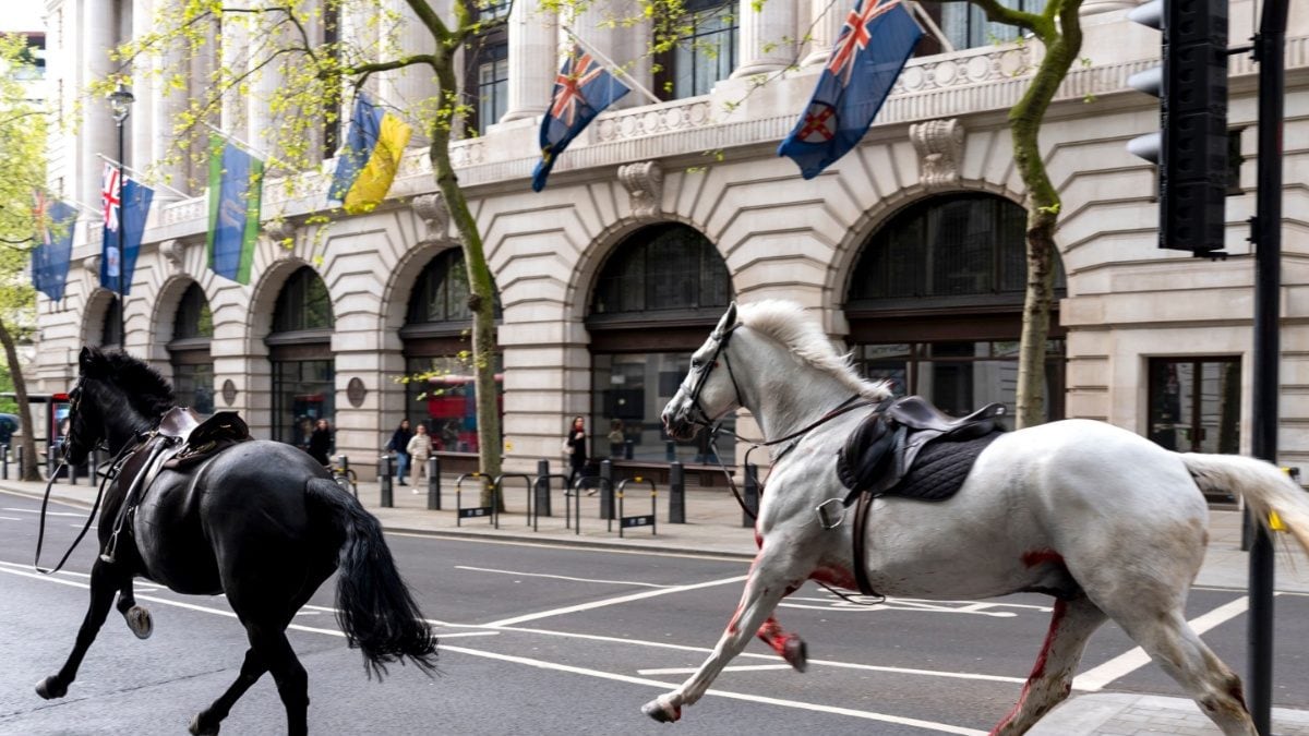 Video: Escaped Army Horses, One Covered In Blood, Gallop Through Busy Central London Road - News18