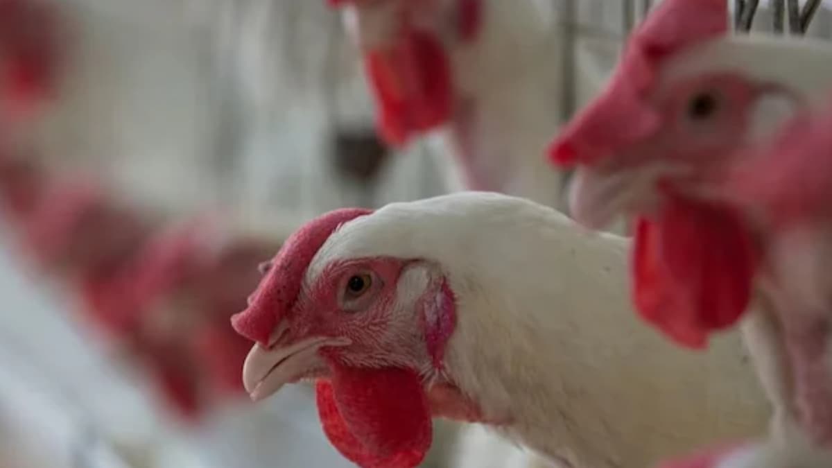 WHO Voices Alarm At Rising Bird Flu Cases, Calls It 'Enormous Concern' - News18