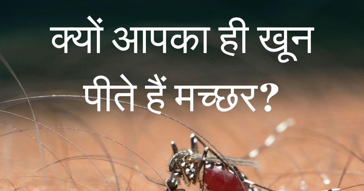 आपको ही क्‍यों ज्‍यादा काटते हैं मच्‍छर? स‍िर पर बनाते हैं ऐसा झुंड की प‍िंड छुड़ाना मुश्किल, जान लीज‍िए असली वजह